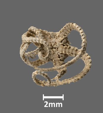 Media type: image;   Invertebrate Zoology OPH-2497 Aspect: ventral